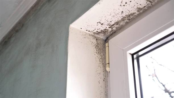 Best Mold Damage Repair  in Lake Heritage, PA