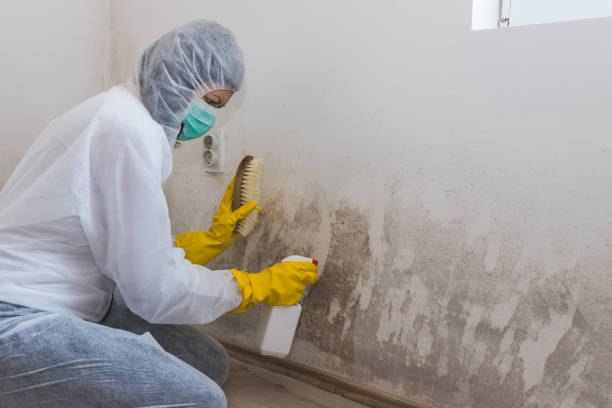 Professional Mold Removal in Lake Heritage, PA