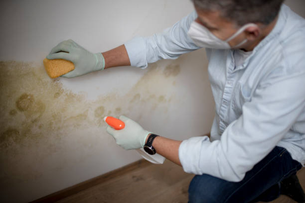 Best Certified Mold Removal  in Lake Heritage, PA