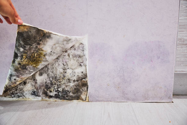 Best Mold Remediation  in Lake Heritage, PA